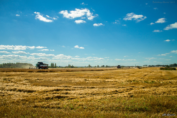 Жатва | Пикабу