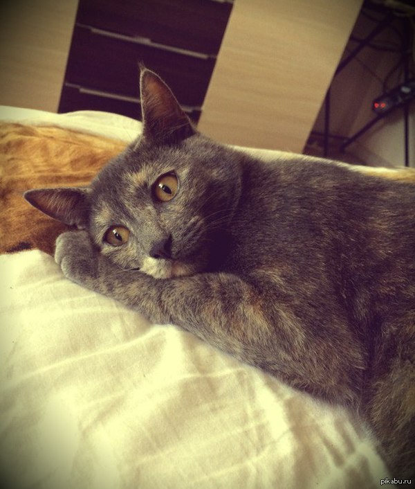 �����, ��������� ��� ������������� ������������