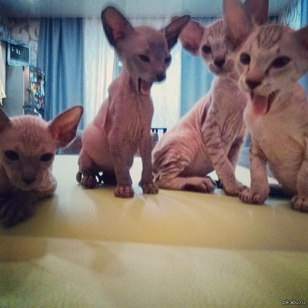 ��� ����-��� �������.