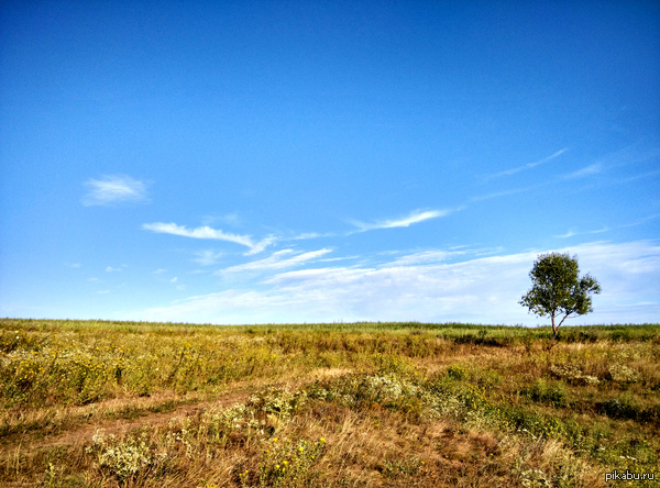 Одинокое дерево