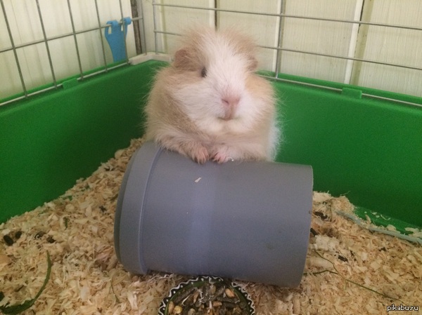 Я Вас внимательно слушаю))))