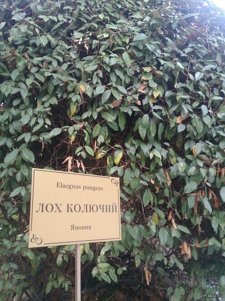 сочинский дендрарий растение лох. лох золотистый. лох колючий табличка. Elaeagnus ebbingei limelight. лох колючий (elaeagnus pungens).