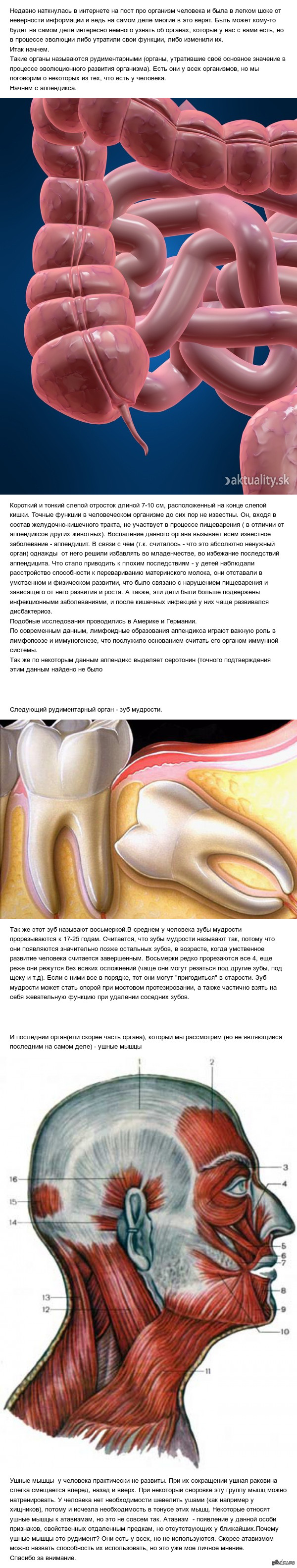 Коротко о некоторых рудиментах человека