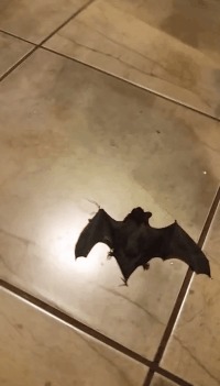 - , ! 