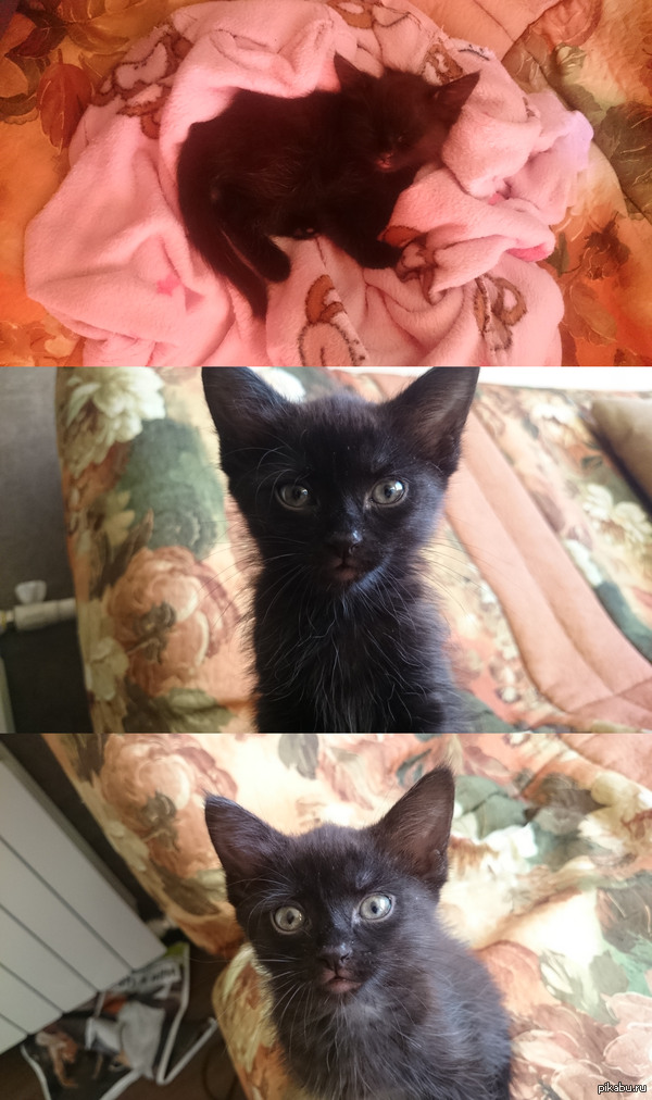 Наша гологубая киска=) | Пикабу