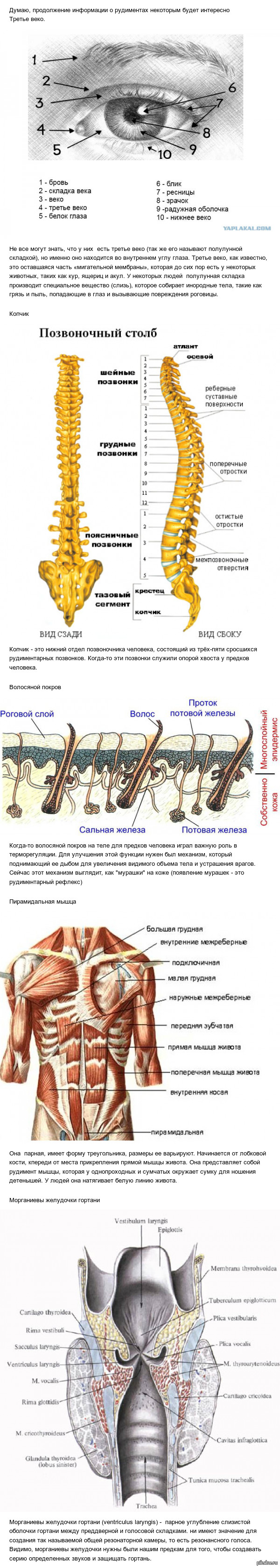 Коротко о некоторых рудиментах человека (2)