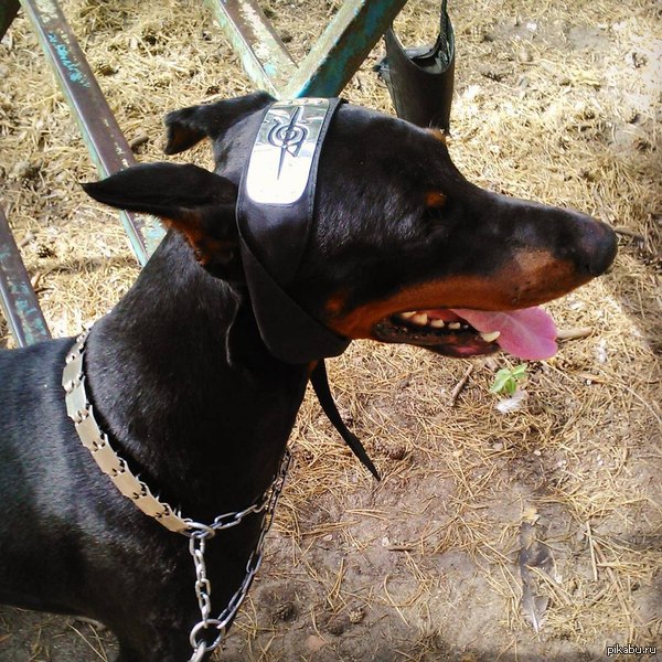 Тот неловкий момент, когда собака без твоего ведома становится отступником