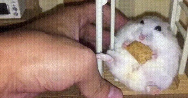 Hampster Porn