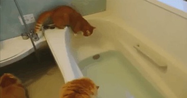 Видео коты в ванне. Кот в ванне. Рыжий кот в ванной. Рыжий котик в ванной. Рыжая в ванной.
