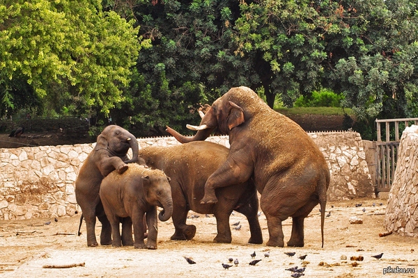 Some quality BBW on the peek-a-boo - NSFW, Link, Elephants, Fullness