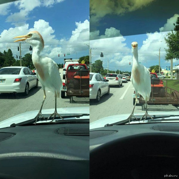 ����� ���� �� �������.