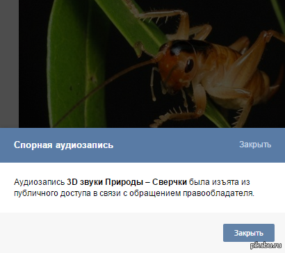 Crickets are unhappy with copyright infringement - In contact with, Copyright, Crickets, VK music