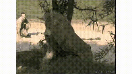Царь зверей... ...не самое умное животное