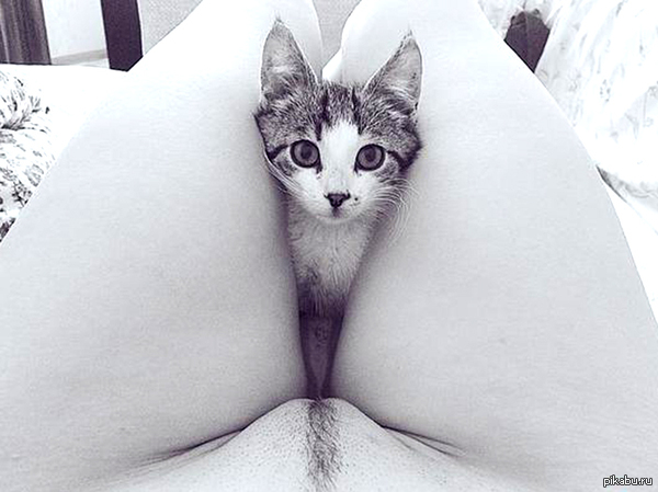 I heard they like kitties here... - NSFW, cat, Erotic