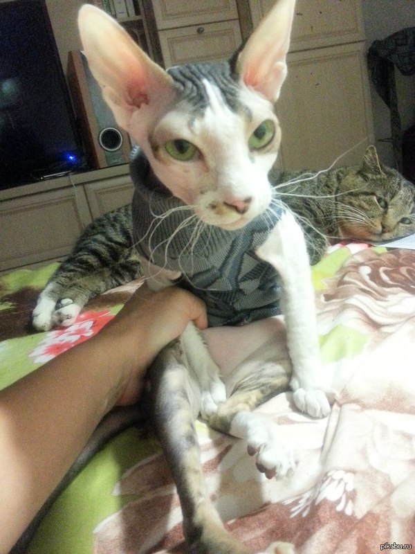 ��� ���� ����� �������� :)