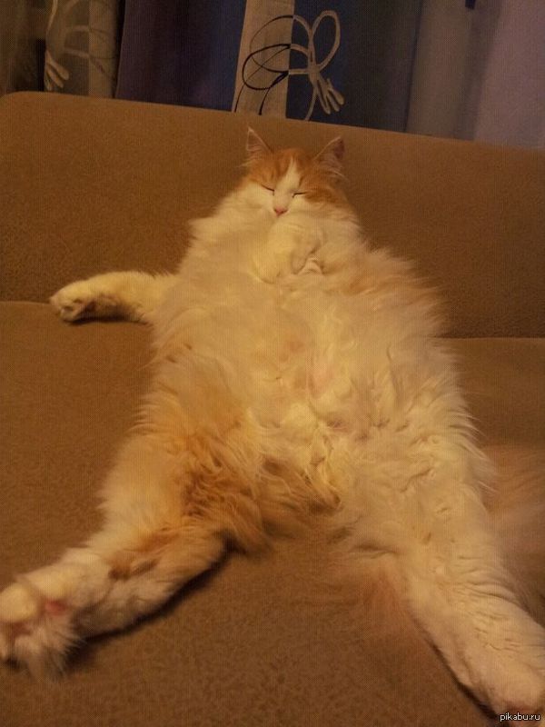 Мой котэ отдыхает