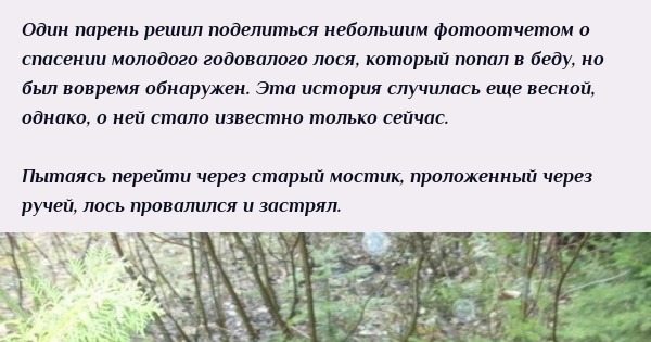 Спасение годовалого лосенка | Пикабу