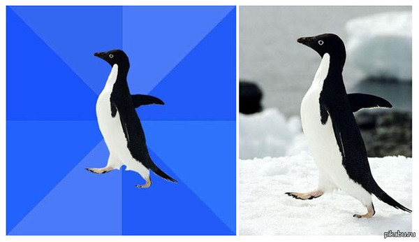 "Getty Images" оштрафовал блог на $868 за использование интернет-мема "неуклюжего пингвина"