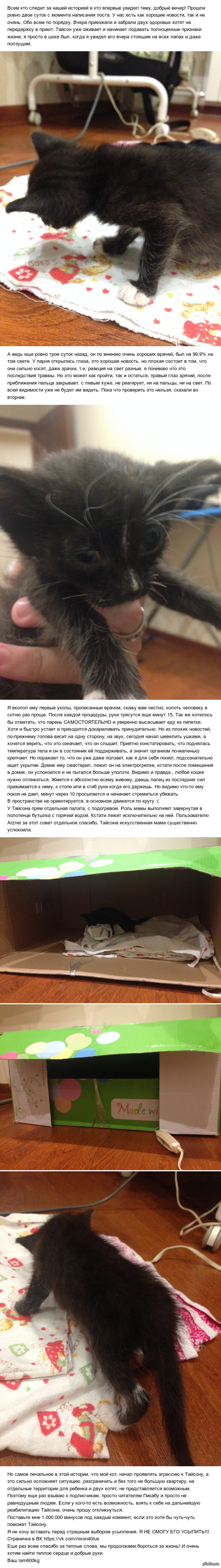 Little story, little fighter (Part 2) - cat, Charity, The ark, Obninsk, Balabanovo, Tyson, Longpost