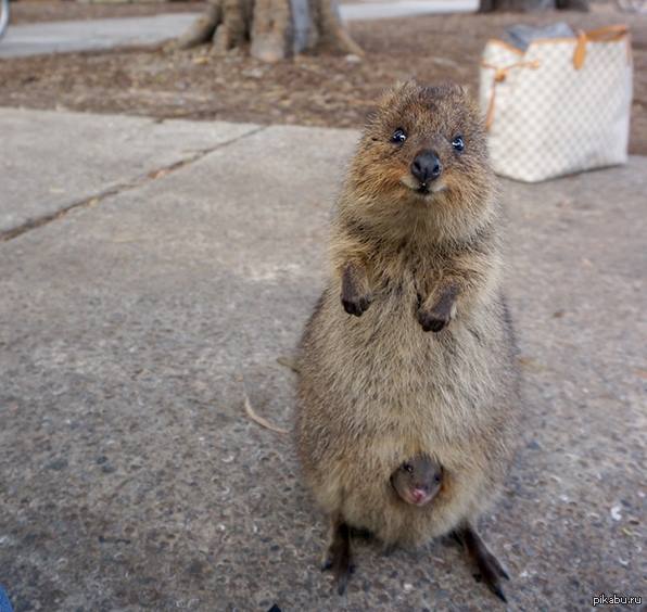 Proud mother with her child! - Animals, cat, Quokka