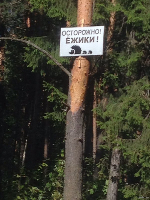 Осторожно,ёжики | Пикабу