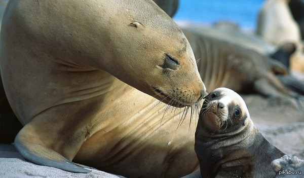 Слышал тут любят котиков...