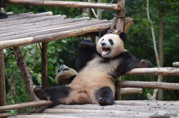 «Уморил. Аж до слез»