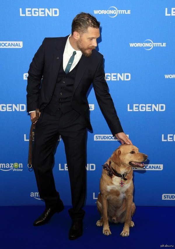 Том Харди пришел на премьеру гангстерской драмы «Легенда» вместе со своей собакой Вуди 