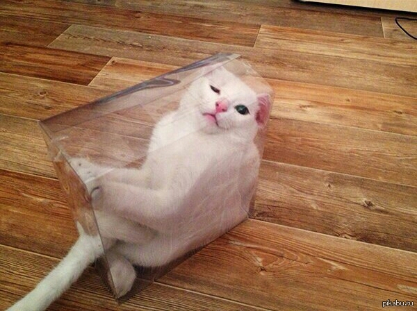 Коробки для кошек должны быть прозрачными! | Пикабу