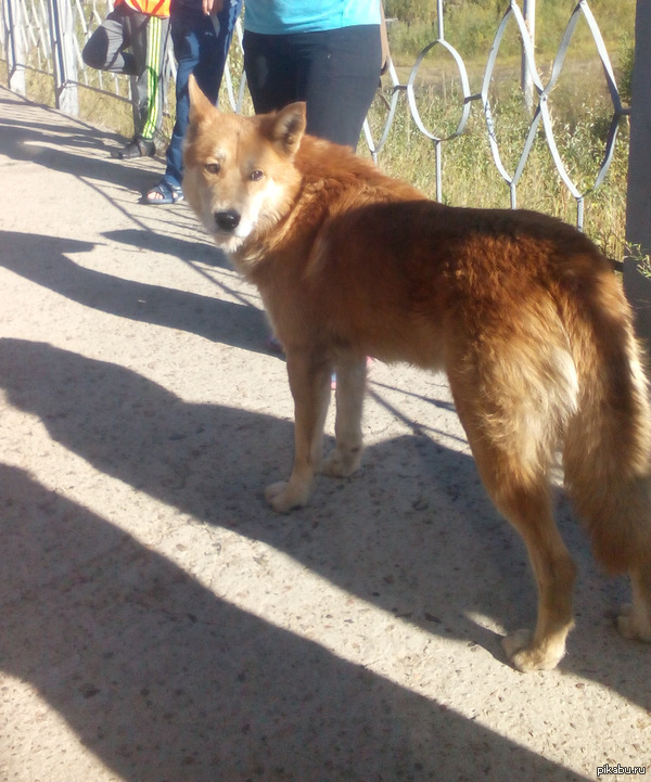   Wow doge     .