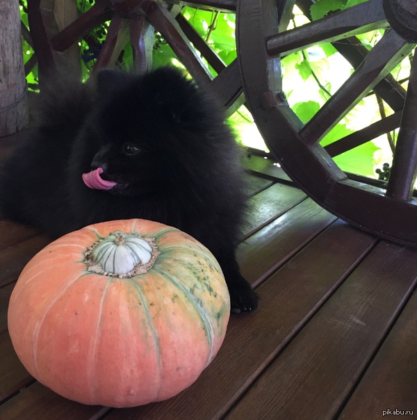 Delicious autumn - My, Autumn, Season Of The Season, Dog, Spitz