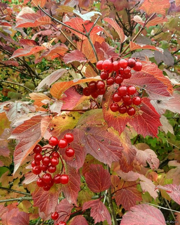 Краски осени.