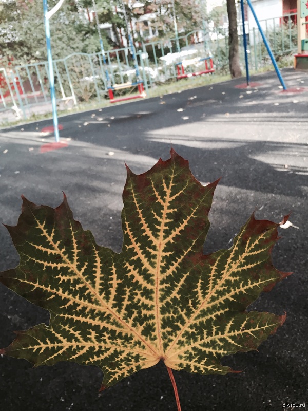 Сын нашел листочек