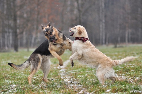 Девичьи разборки