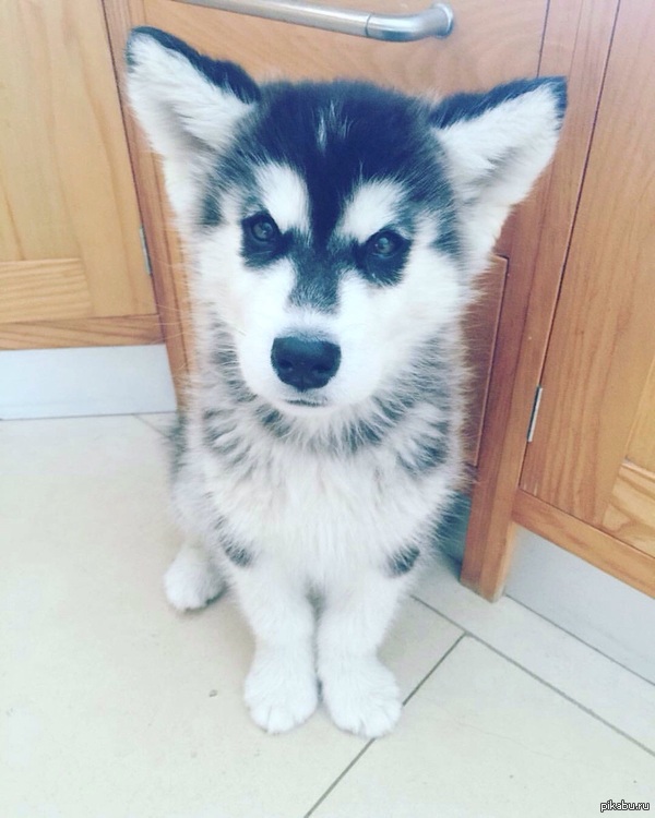 ����������� �������.