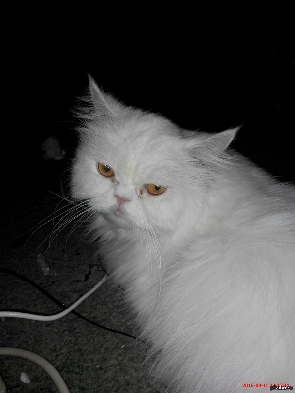 7 ���, ����������, ����.