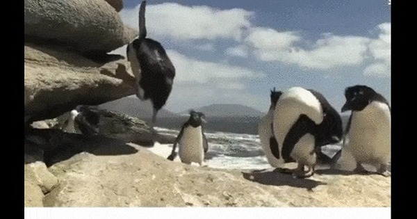 Пингвины кидать. Неуклюжий Пингвин. Летающий Пингвин. Полет пингвина. Пингвины во Вьетнаме.