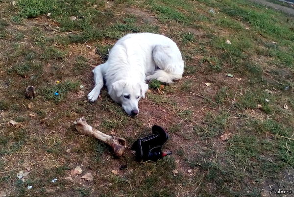 Когда даже собаку не веселит баян про обувь на кости