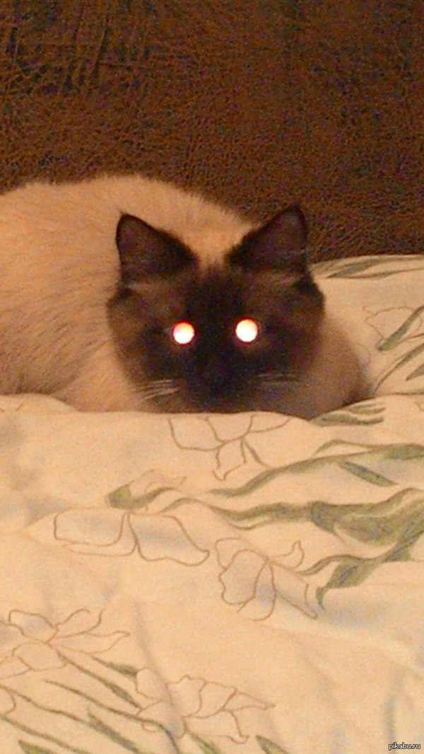 Мохнатый демон