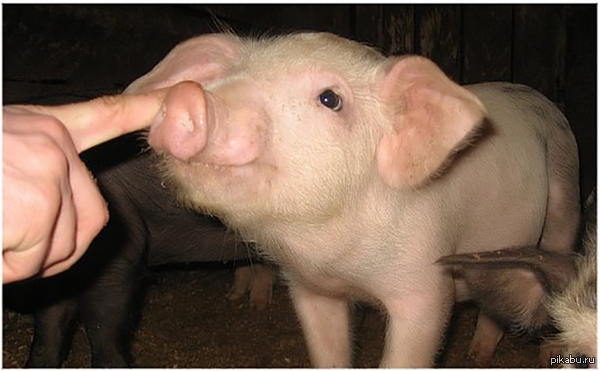 �������������� ���������