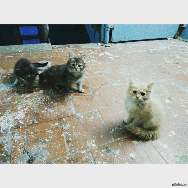 Пропадают котятки! Тюмень! фото мое! у меня не дружелюбная собака, на минусы пофиг