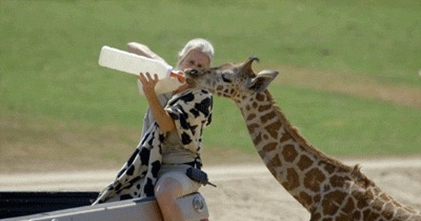 Thirsty Giraffe