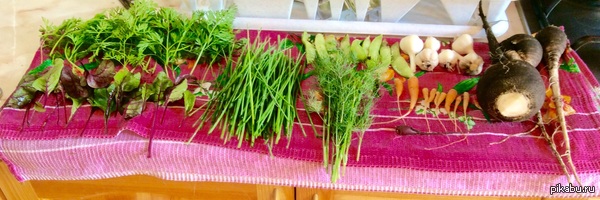 Кажется, тут любят дачников | Пикабу