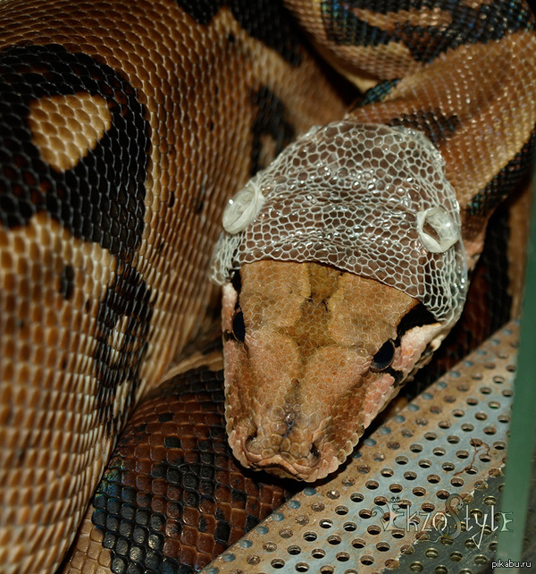 ���� � �������