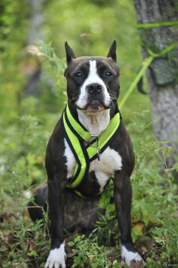 То чувство... Когда твоя собака накачаннее тебя...
