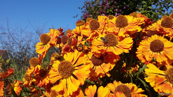 Последние солнечные деньки...