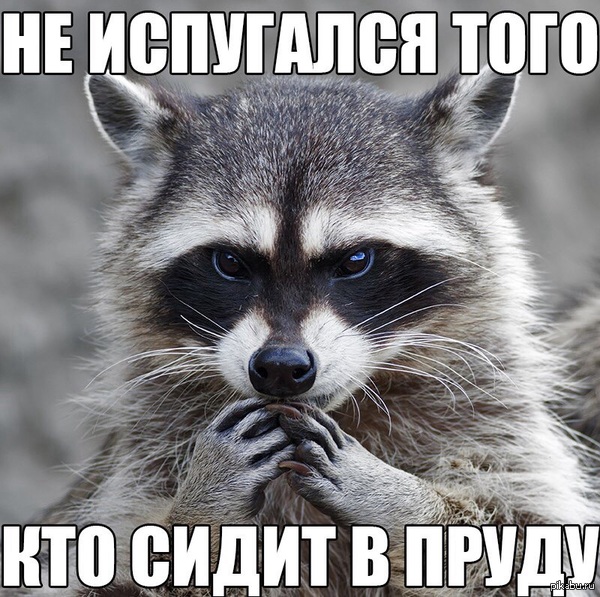 Крошка енот