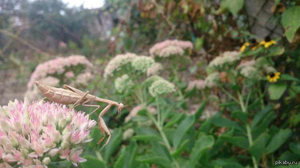 Mantis - My, Photo, Mantis, Insects