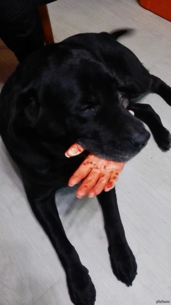 Собака добрая, не укусит!