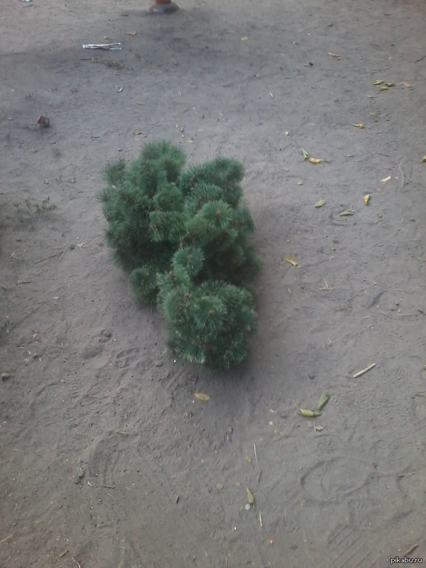 Ещё один слабак не выдержал.(фоткал на тапок)